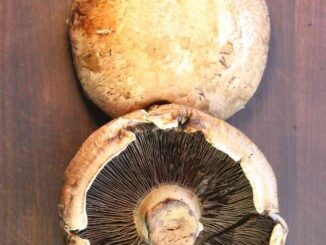 Portobello Mushrooms with Gills